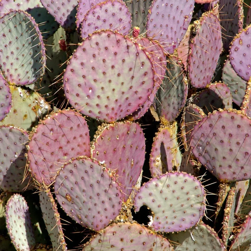 Purple Prickly Pear Cactus Live Plant - 6-8 Inches Tall - Hardy Succulent for Indoor/Outdoor - Image 2