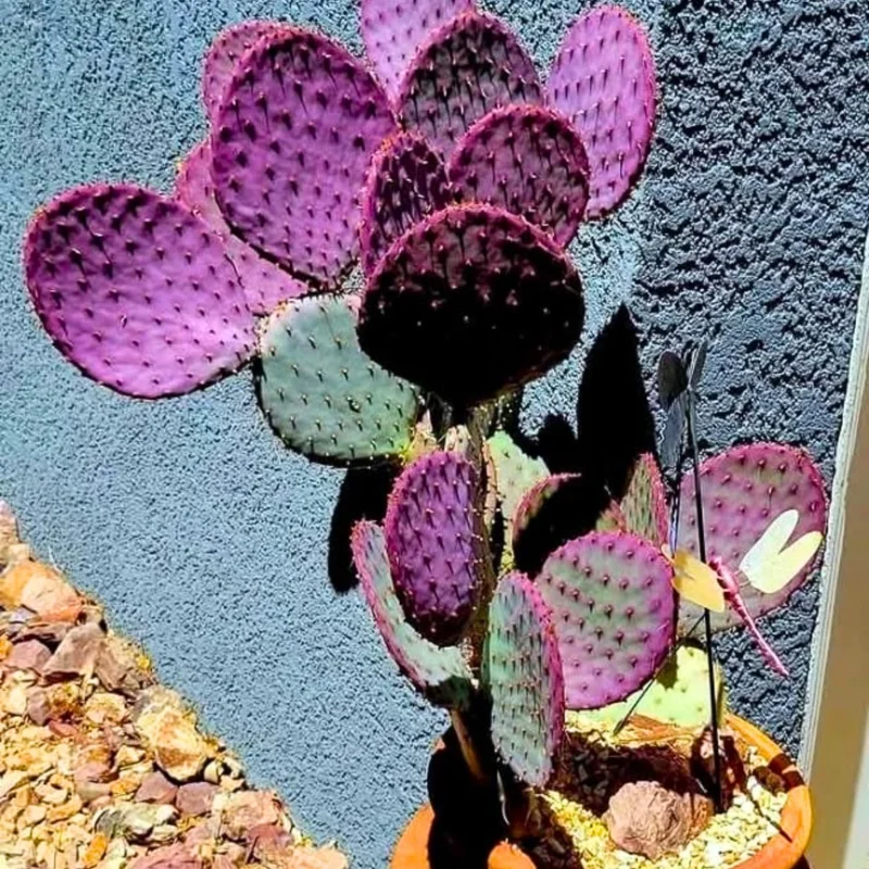 Purple Prickly Pear Cactus Live Plant - Opuntia Santa Rita - 6-8 Inches Tall - Hardy Indoor/Outdoor - Image 2