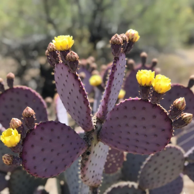 Purple Prickly Pear Cactus Live Plant - Opuntia Santa-Rita 6-8 Inches Tall Outdoor - Image 2
