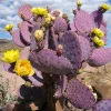 Purple Prickly Pear Cactus Live Plant - Opuntia Santa-Rita 6-8 Inches Tall Outdoor - Image 1