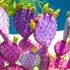 Purple Prickly Pear Cactus Live Plant - Opuntia Santa Rita - 6-8 Inches Tall - Hardy Indoor/Outdoor - Image 1