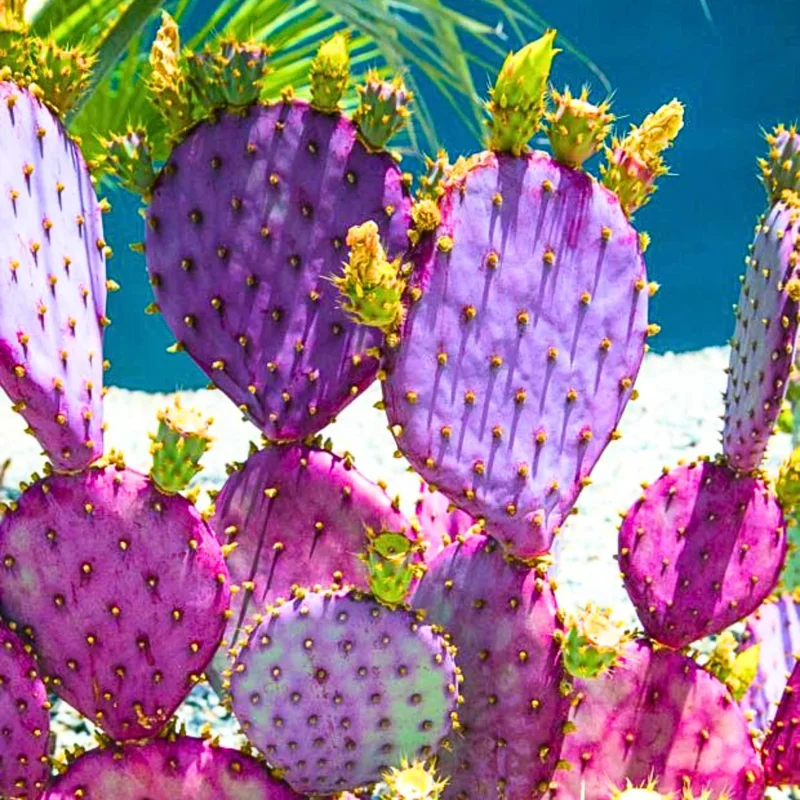 Purple Prickly Pear Cactus Live Plant - Opuntia Santa Rita - 6-8 Inches Tall - Hardy Indoor/Outdoor - Image 1