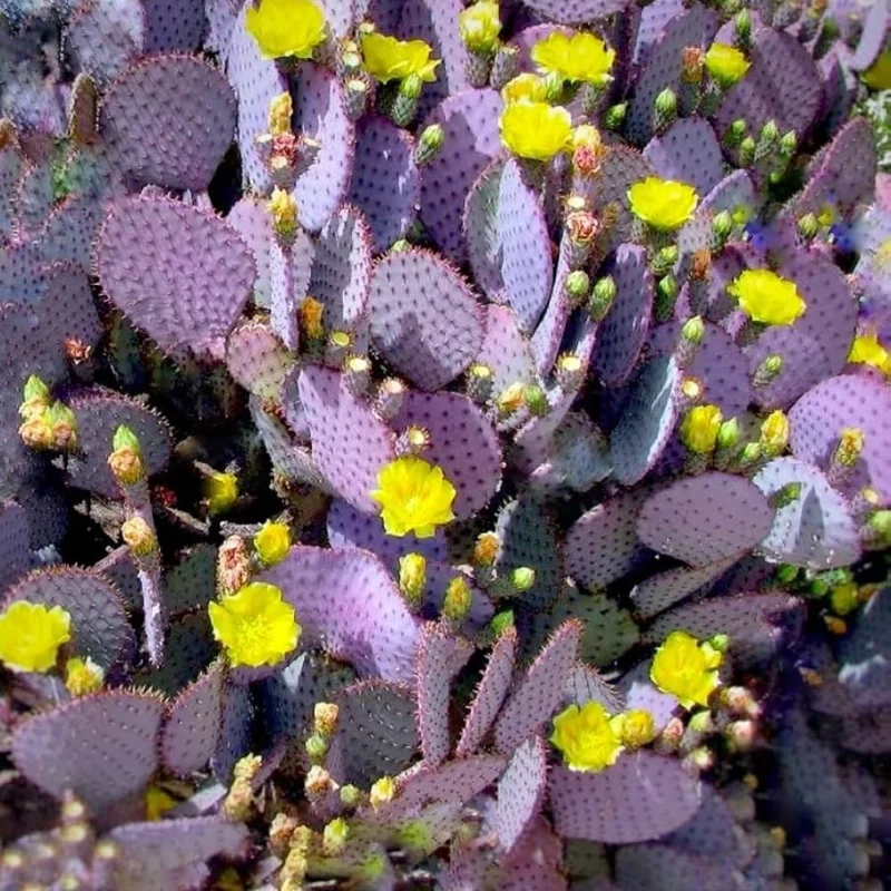 Purple Prickly Pear Cactus Live Plant Potted 3-5 Inch Tall Outdoor Opuntia macrocentra - Image 2