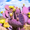 Purple Prickly Pear Cactus Live Plant Potted 3-5 Inch Tall Outdoor Opuntia macrocentra - Image 1