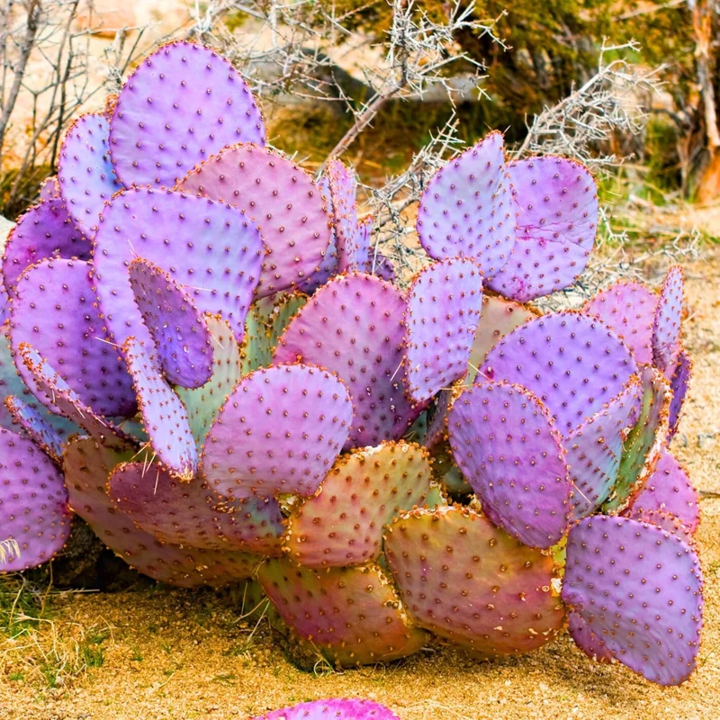 Purple Prickly Pear Cactus Live Plant, Potted 4-6 Inch Tall, Hardy Indoor Outdoor Succulent - Image 2