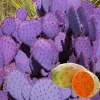 Purple Prickly Pear Cactus Live Plant, Potted 4-6 Inch Tall, Hardy Indoor Outdoor Succulent - Image 1