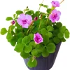 Purple Shamrock Live Plant, Oxalis Triangularis, 4 Inch Pot, Houseplant - Image 1