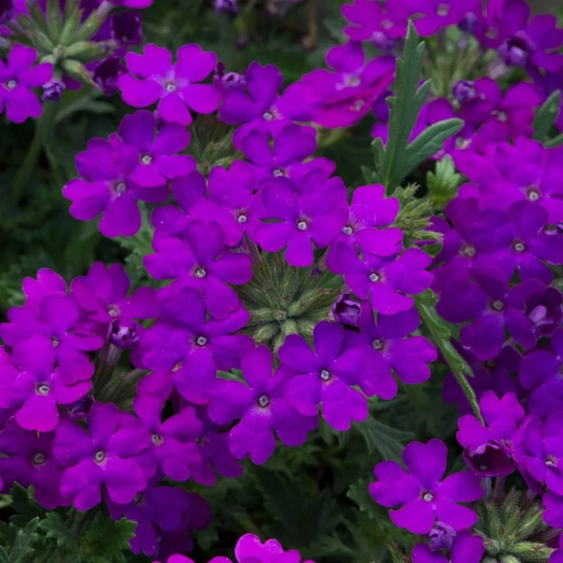 Purple Verbena Live Plants - 2 Pack, 5-9" Tall Perennial Groundcover - Image 2