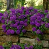 Purple Verbena Live Plants - 2 Pack, 5-9" Tall Perennial Groundcover - Image 1