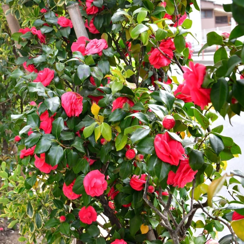 Red Camellia Japonica Live Plant - 5-10 Inch Tall Flowering Bush in 4 Inch Pot - Image 2