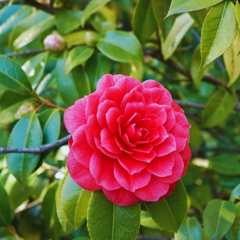 Red Camellia Japonica Live Plant - 5-10 Inch Tall Flowering Bush in 4 Inch Pot - Image 3