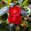 Red Camellia Japonica Live Plant - 5-10 Inch Tall Flowering Bush in 4 Inch Pot - Image 1