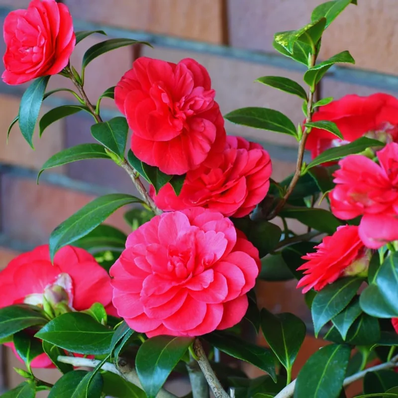 Red Camellia Japonica Live Plant - 5-10 Inch Tall Flowering Bush in 4 Inch Pot - Image 5