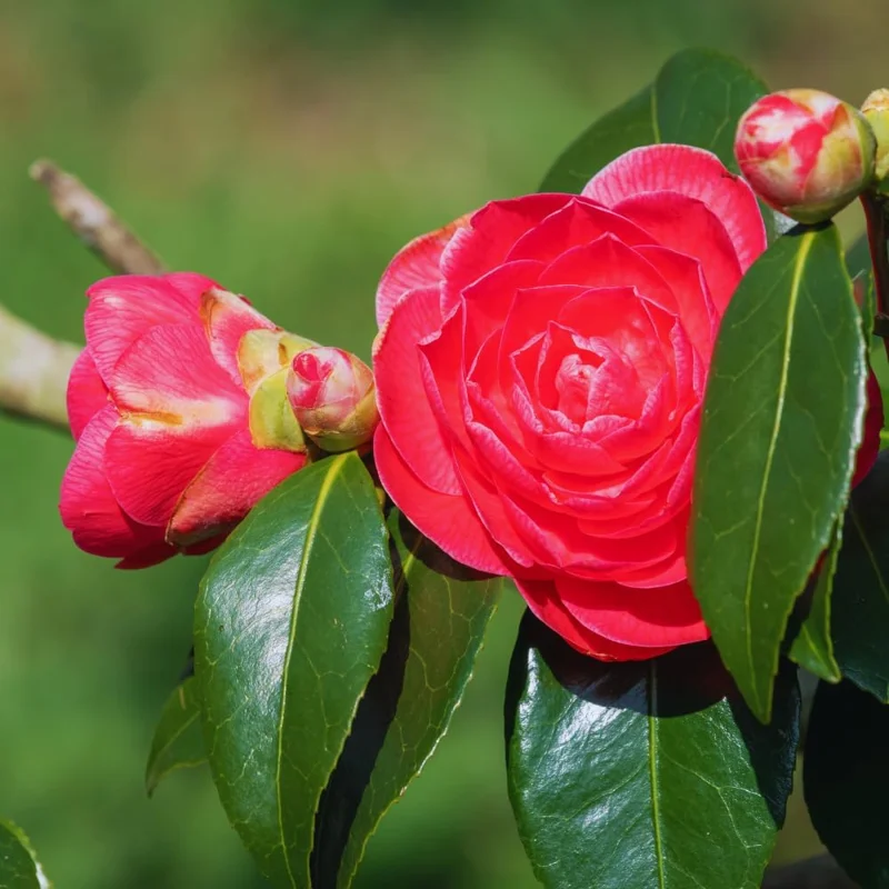 Red Camellia Japonica Live Plant - 5-10 Inch Tall Flowering Bush in 4 Inch Pot - Image 6