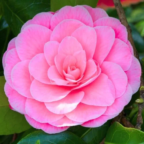 Red Camellia Live Plant - Vibrant Flowering Shrub, Well-Rooted, Zones 7-10 - Image 2