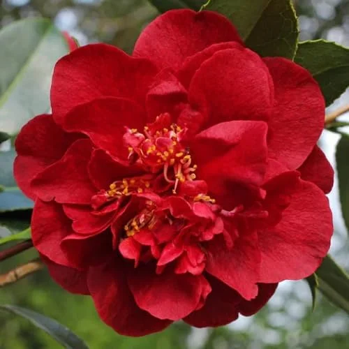 Red Camellia Live Plant - Vibrant Flowering Shrub, Well-Rooted, Zones 7-10 - Image 1
