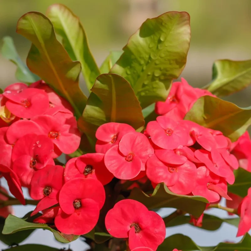 Red Crown of Thorns Live Plant - Euphorbia Milii - 4-inch Potted - Indoor/Outdoor - Image 2