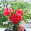 Red Crown of Thorns Live Plant - Euphorbia Milii - 4-inch Potted - Indoor/Outdoor - Image 1
