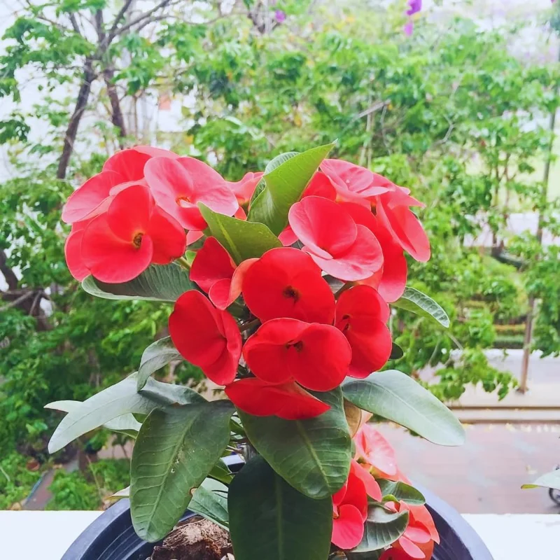 Red Crown of Thorns Live Plant - Euphorbia Milii - 4-inch Potted - Indoor/Outdoor - Image 1