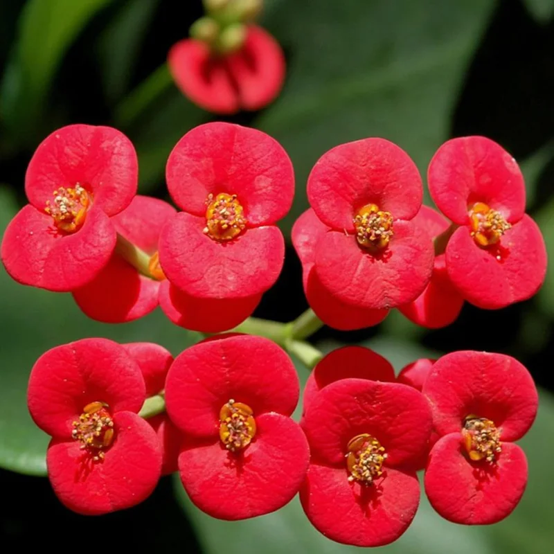 Red Crown of Thorns Live Plant - Euphorbia Milii Succulent - 4 Inch Pot Indoor/Outdoor - Image 2