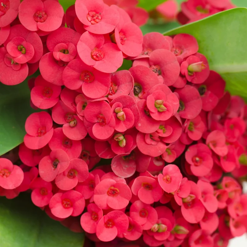 Red Crown of Thorns Live Plant - Euphorbia Milii Succulent - 4 Inch Pot Indoor/Outdoor - Image 1