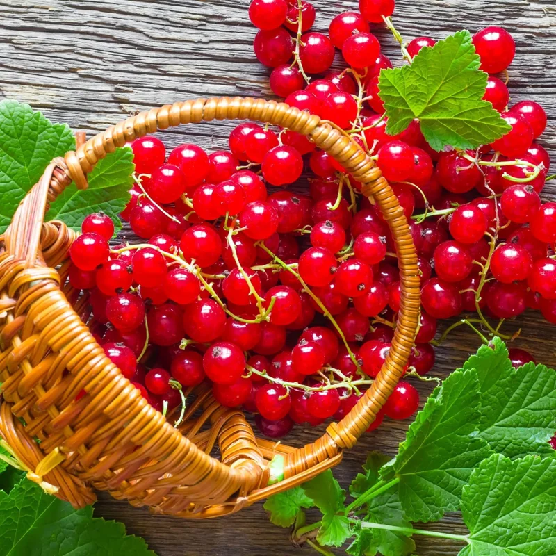 Red Currant Bush Live Plant - 1 Year Bare Root Berry Plant, Edible Fruit Shrub, Outdoor - Image 2