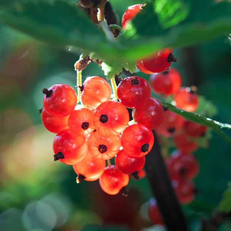 Red Currant Bush Live Plant - 1 Year Bare Root Berry Plant, Edible Fruit Shrub, Outdoor - Image 3