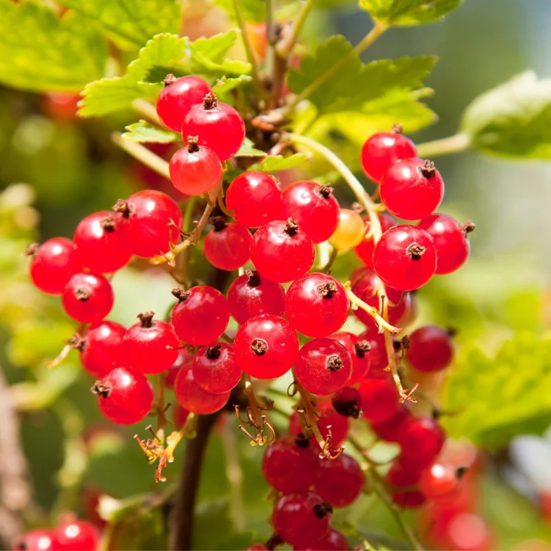 Red Currant Bush Live Plant - 1 Year Bare Root Berry Plant, Edible Fruit Shrub, Outdoor - Image 1