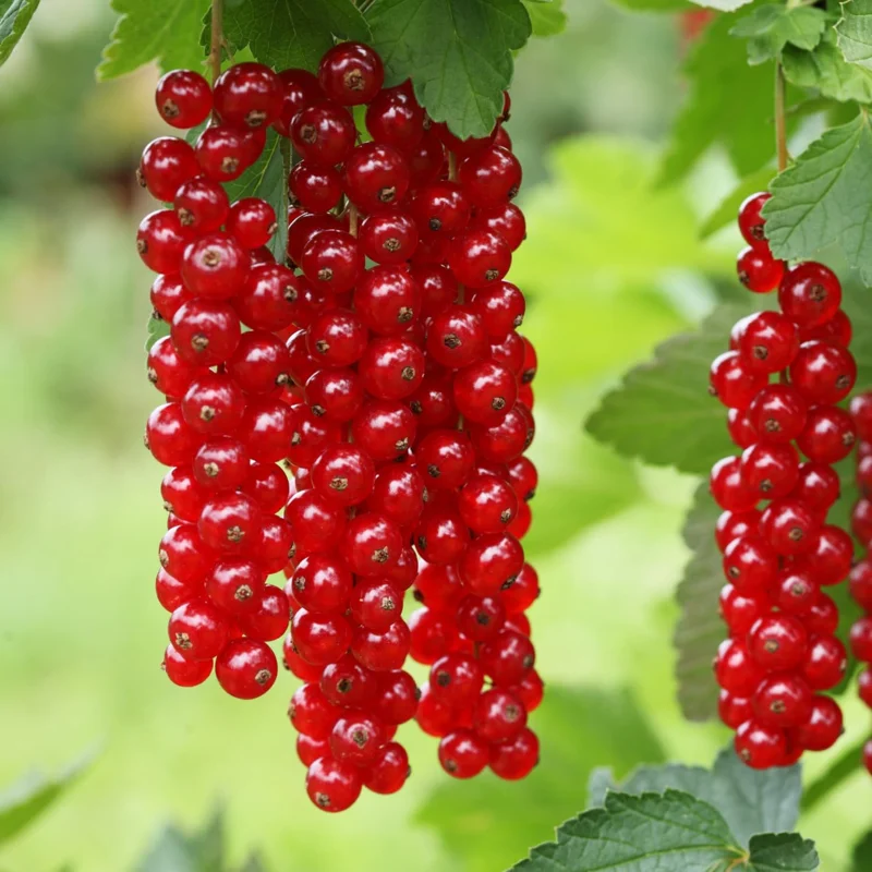 Red Currant Bush Live Plant - 1 Year Bare Root Berry Plant, Edible Fruit Shrub, Outdoor - Image 4