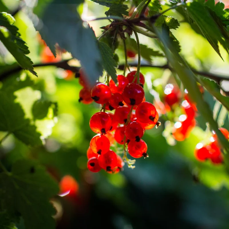 Red Currant Bush Live Plant - 1 Year Bare Root Berry Plant, Edible Fruit Shrub, Outdoor - Image 5