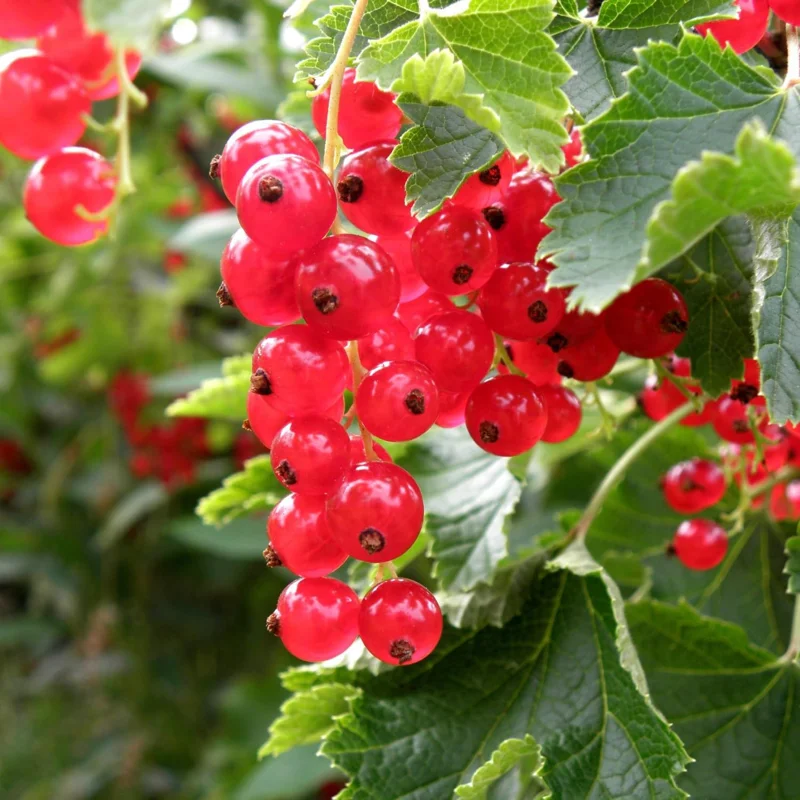 Red Currant Bush Live Plant - 1 Year Bare Root Berry Plant, Edible Fruit Shrub, Outdoor - Image 6
