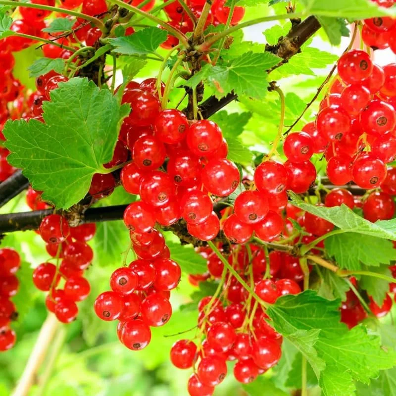 Red Currant Live Plant - 5-9 Inch Tall Bush for Growing Berries Outdoor - Image 1