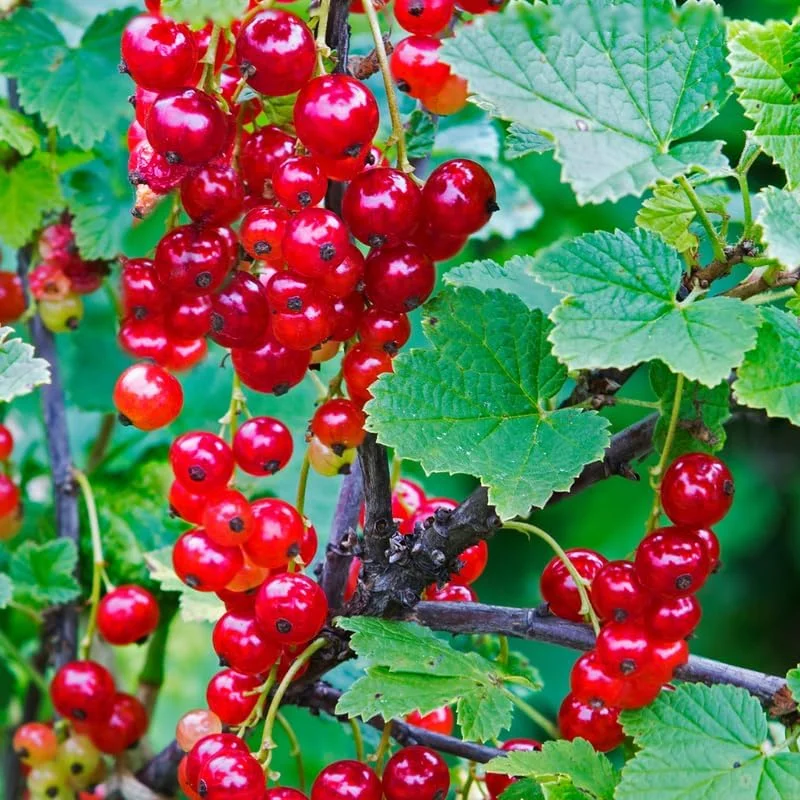 Red Currant Live Plant Bush – 5-9 Inch Tall Fruit Tree – Well Rooted – Outdoor - Image 1