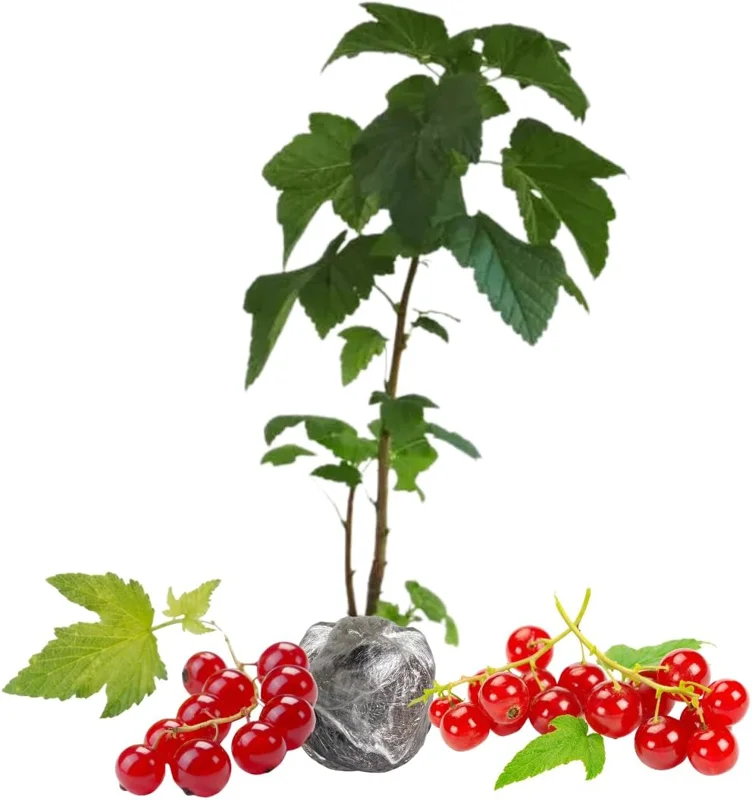 Red Currant Live Plant Bush – 5-9 Inch Tall Fruit Tree – Well Rooted – Outdoor - Image 2