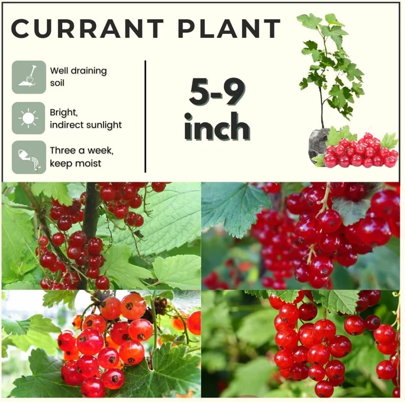 Red Currant Live Plant Bush – 5-9 Inch Tall Fruit Tree – Well Rooted – Outdoor - Image 4