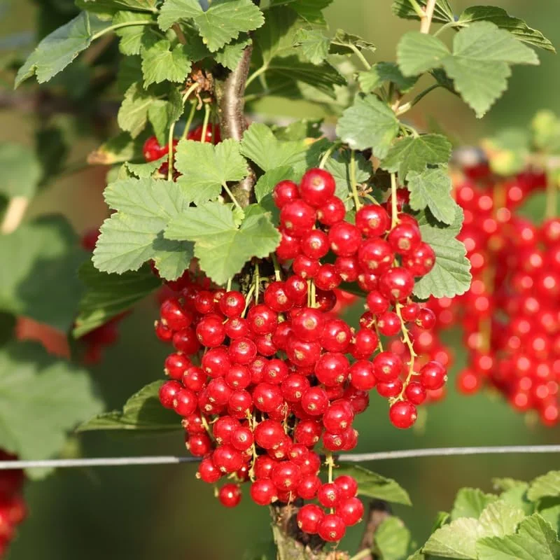 Red Currant Live Plant Bush – 5-9 Inch Tall Fruit Tree – Well Rooted – Outdoor - Image 5