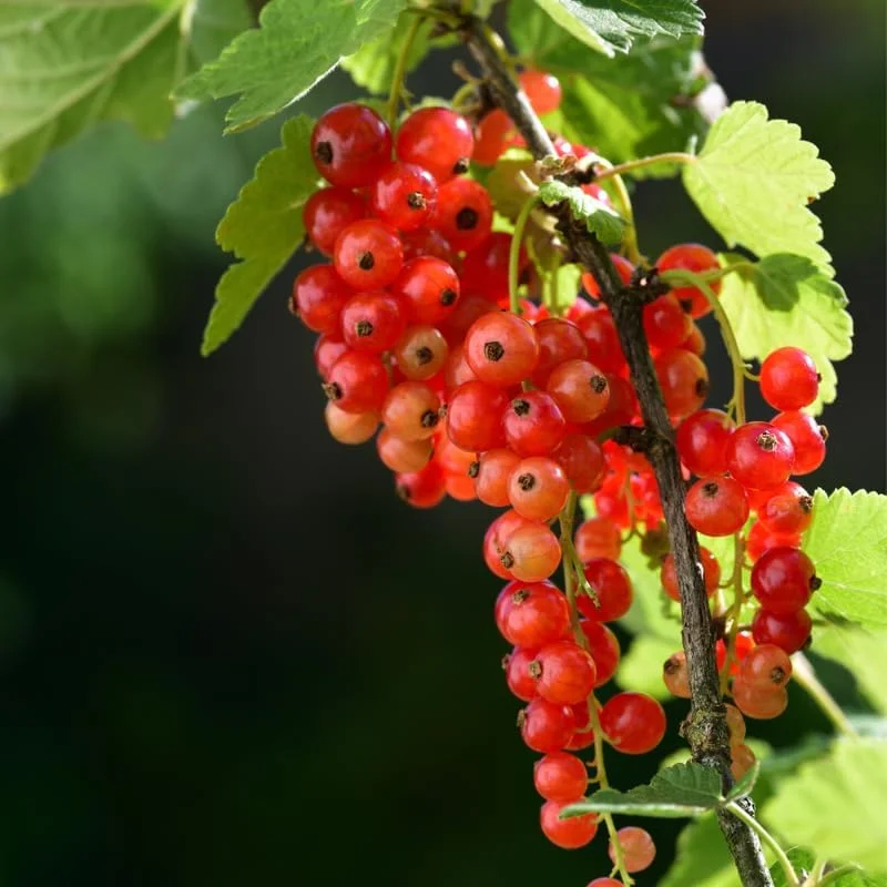 Red Currant Live Plant Bush – 5-9 Inch Tall Fruit Tree – Well Rooted – Outdoor - Image 7