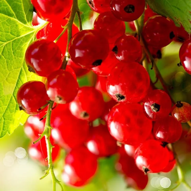 Red Currant Plant Live - 1 Year Bare Root Bush, 5-9 Inch Height, Outdoor - Image 2