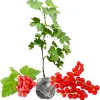 Red Currant Plant Live - 1 Year Bare Root Bush, 5-9 Inch Height, Outdoor - Image 1
