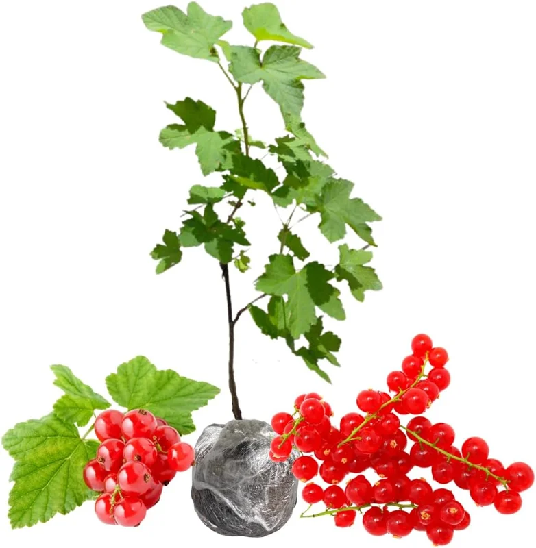 Red Currant Plant Live - 1 Year Bare Root Bush, 5-9 Inch Height, Outdoor - Image 1