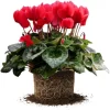 Red Cyclamen Live Plant - 4 Inch Pot, Indoor Flowering Houseplant - Image 1