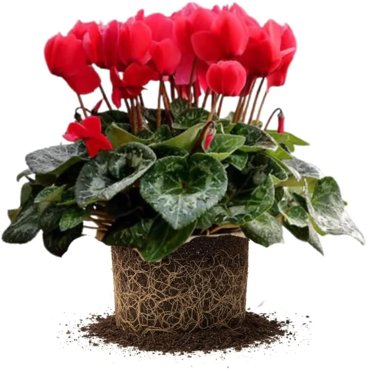 Red Cyclamen Live Plant - 4 Inch Pot, Indoor Flowering Houseplant - Image 1