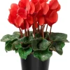Red Cyclamen Live Plant – 4" Pot – Hardy Indoor Houseplant for Home & Office - Image 1