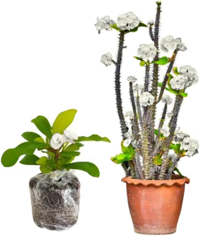 Red Euphorbia Milii Live Plant – Crown of Thorns Houseplant, 5-8 Inch Tall, Cold Hardy - Image 3