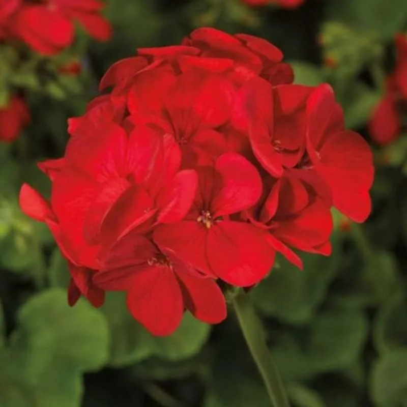 Red Geranium Live Plant - 4-6 Inch Tall Flower for Garden & Patio - Image 2