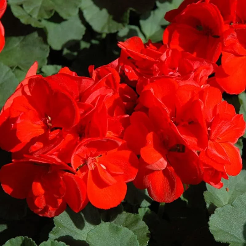 Red Geranium Live Plant - 4-6 Inch Tall Flower for Garden & Patio - Image 3