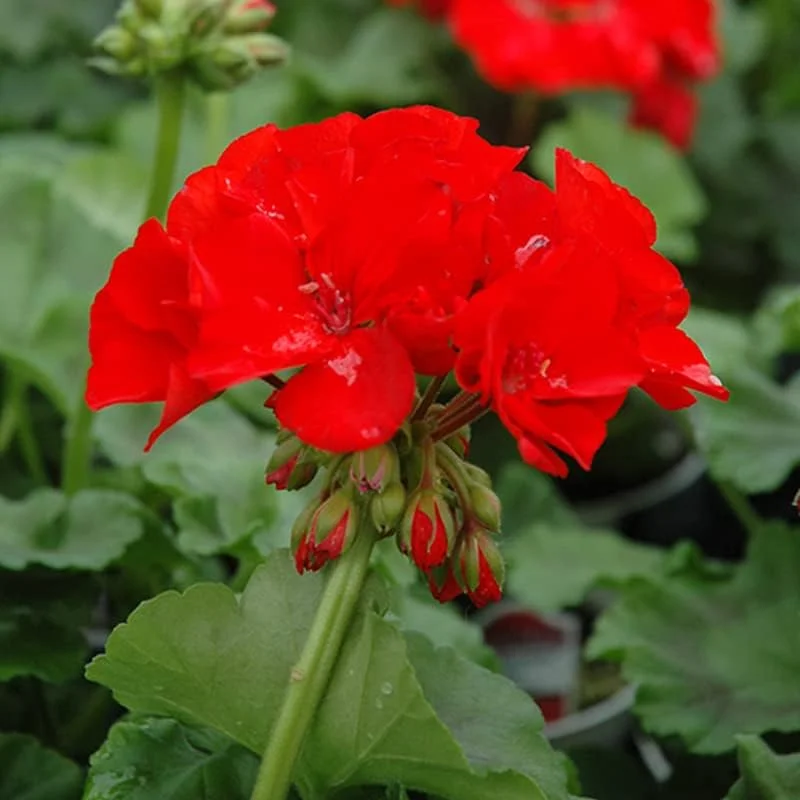 Red Geranium Live Plant - 4-6 Inch Tall Flower for Garden & Patio - Image 4