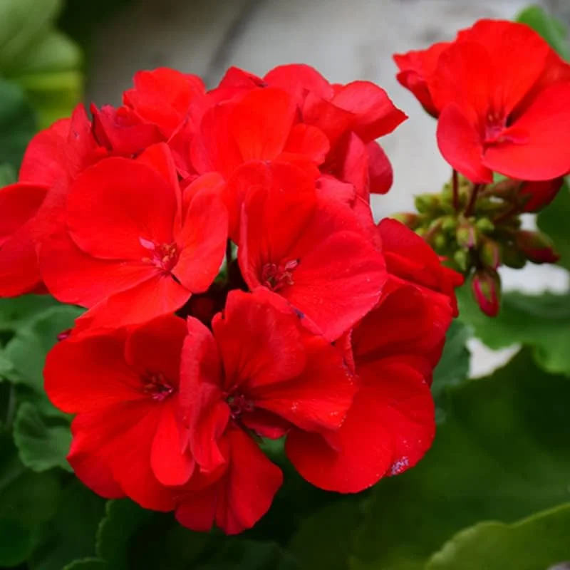 Red Geranium Live Plant - 4-6 Inch Tall Flower for Garden & Patio - Image 1