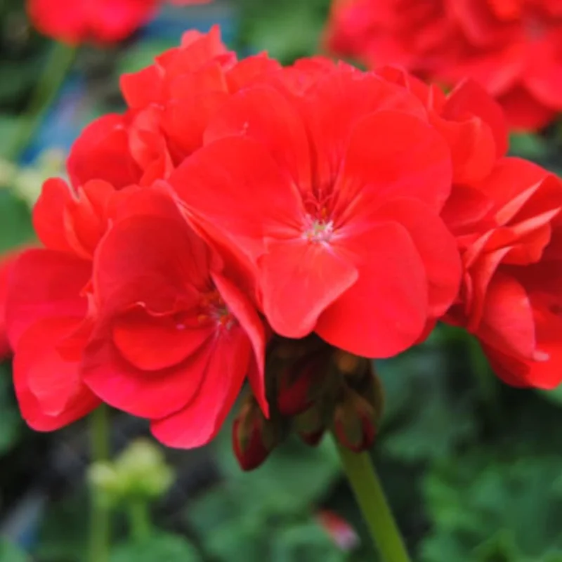 Red Geranium Live Plant – Outdoor Flowering Plant – 4-6 Inch Tall - Image 2