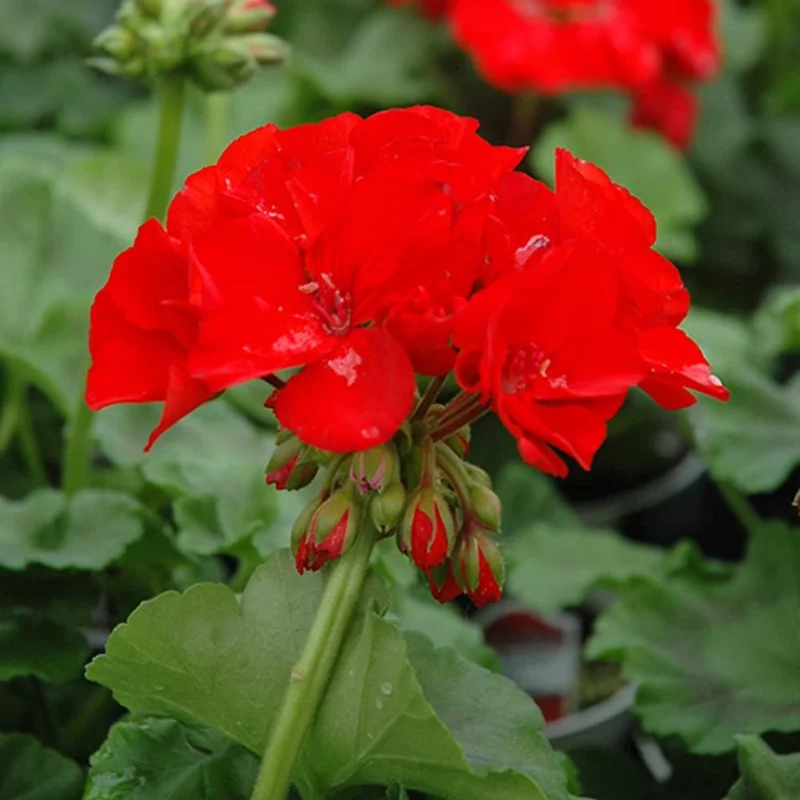 Red Geranium Live Plant – Outdoor Flowering Plant – 4-6 Inch Tall - Image 1